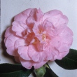 Esther Henty